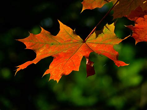Maple Leaves Images
